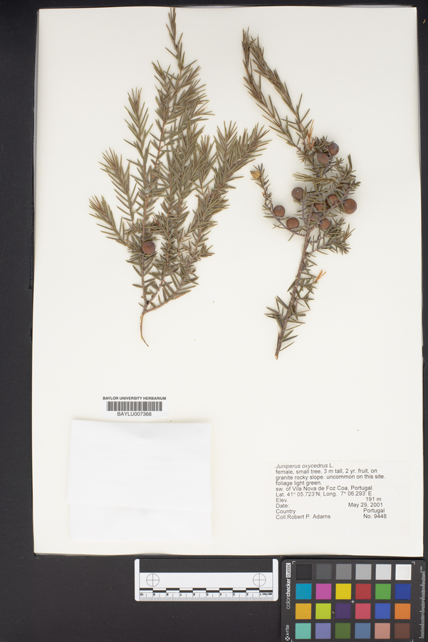 Juniperus oxycedrus image