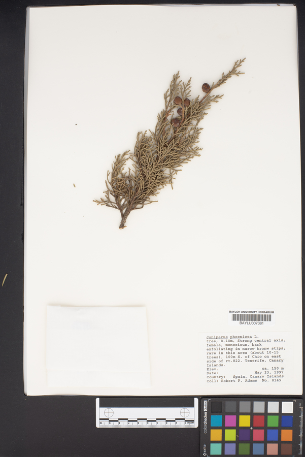 Juniperus phoenicea image