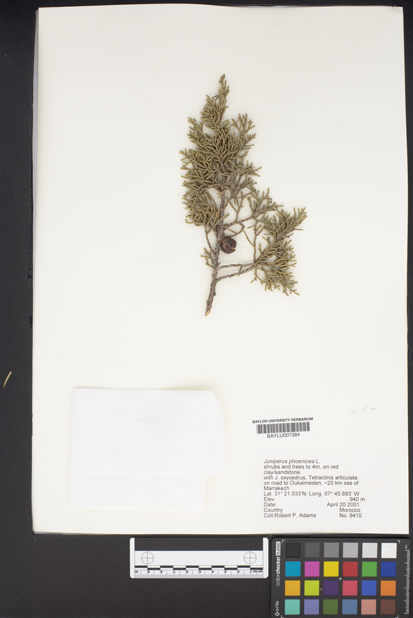 Juniperus phoenicea image