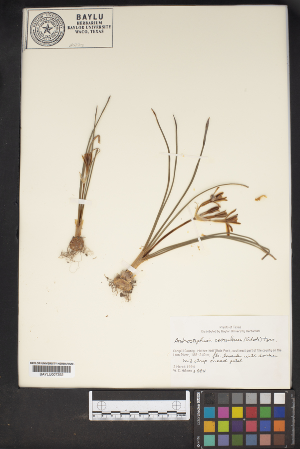 Androstephium coeruleum image