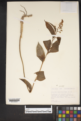 Smilacina paniculata image
