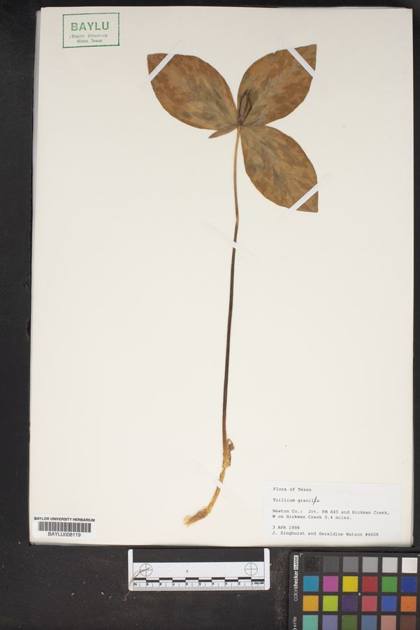 Trillium gracile image