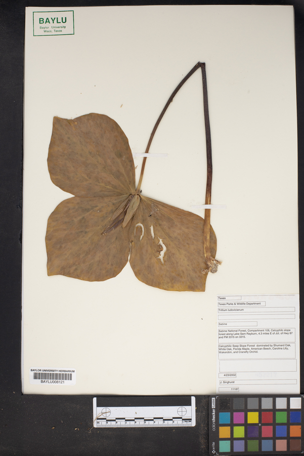 Trillium ludovicianum image