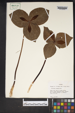 Trillium cuneatum image