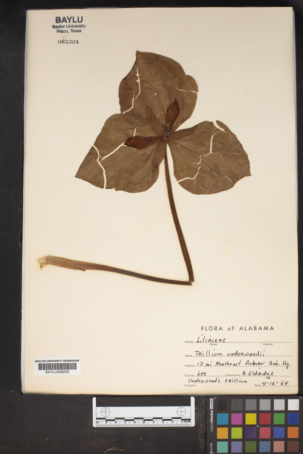 Trillium underwoodii image