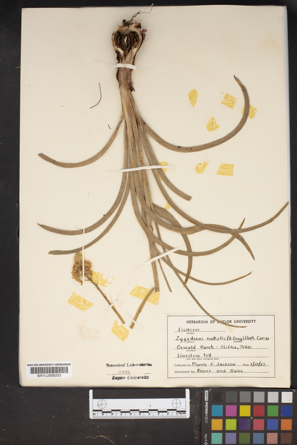 Zigadenus nuttallii image