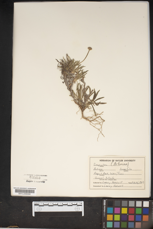 Actinea linearifolia image