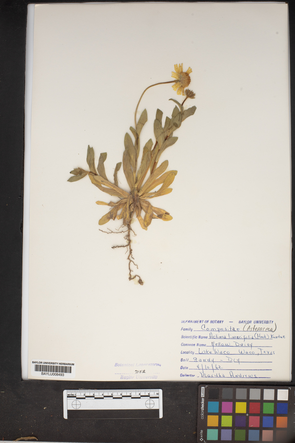 Actinea linearifolia image