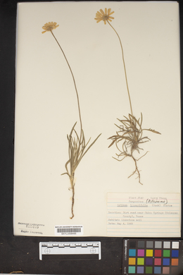Actinea linearifolia image