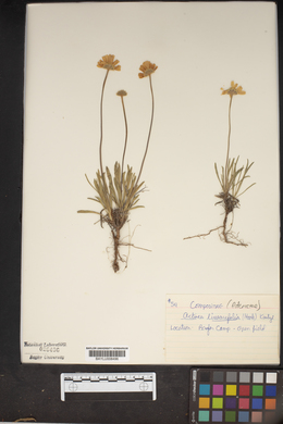 Actinea linearifolia image