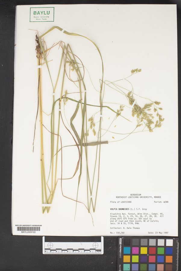 Vulpia bromoides image