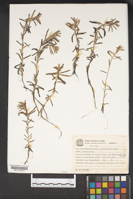 Image of Heteranthera zosterifolia