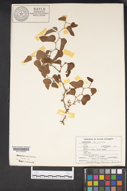 Smilax laurifolia image