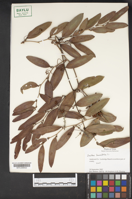 Smilax laurifolia image