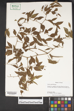 Smilax smallii image