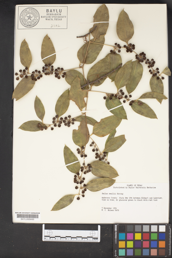 Smilax smallii image