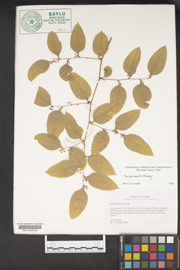 Smilax smallii image