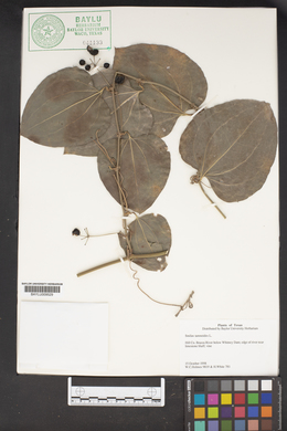 Smilax tamnoides image