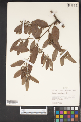 Smilax laurifolia image