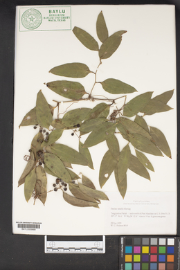 Smilax smallii image