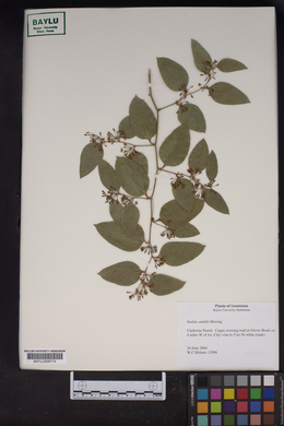 Smilax smallii image