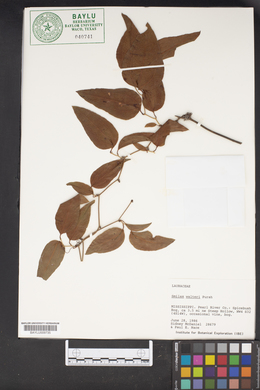 Smilax walteri image