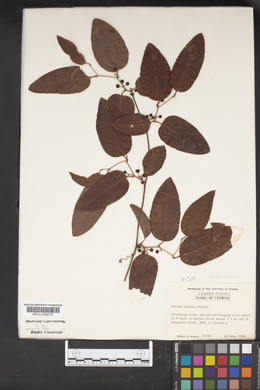 Smilax walteri image