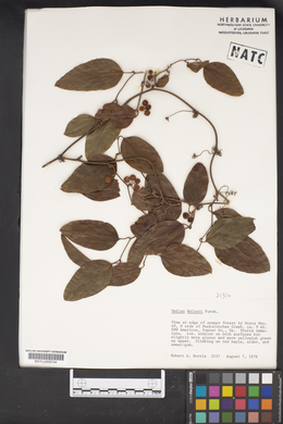 Smilax walteri image