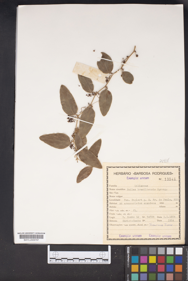 Smilax brasiliensis image