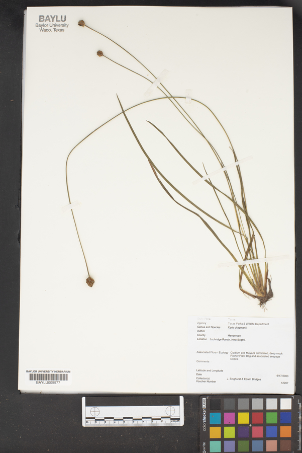 Xyris chapmanii image
