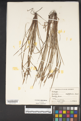 Sisyrinchium sagittiferum image