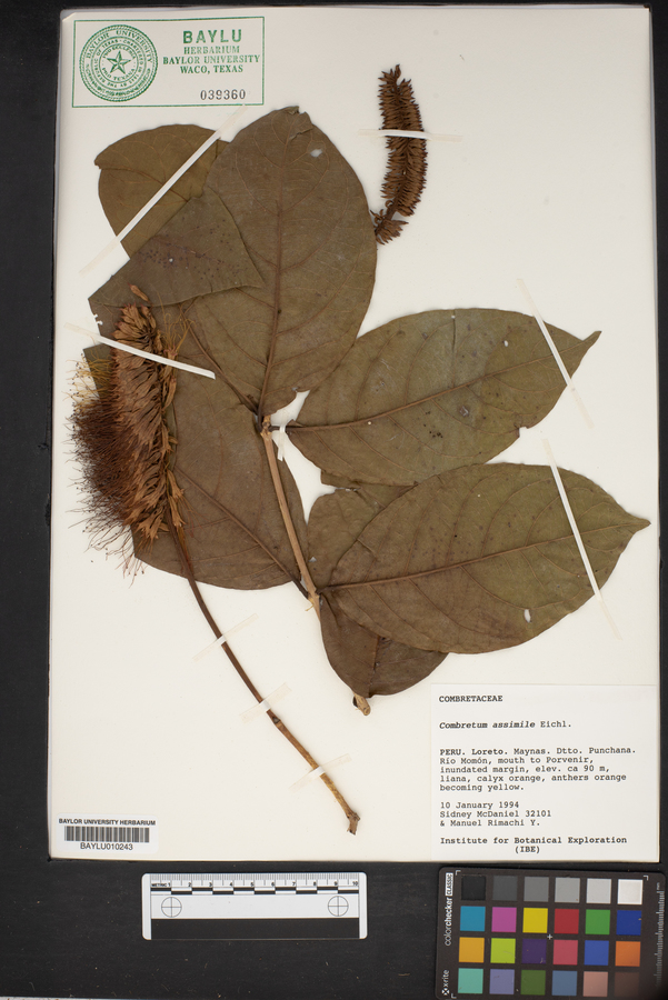 Combretum assimile image
