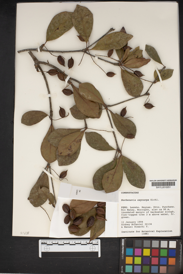 Terminalia oxycarpa image