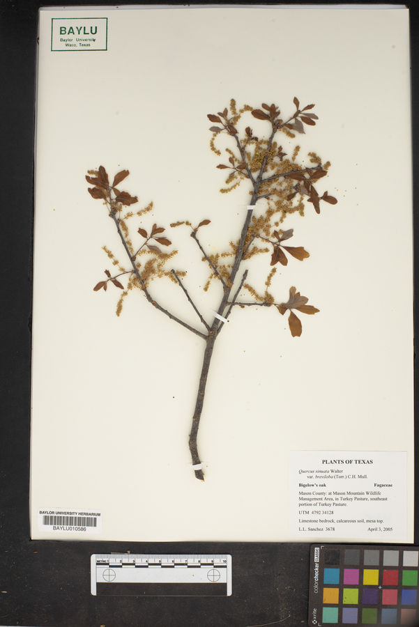 Quercus sinuata var. breviloba image
