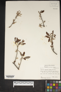 Quercus incana image