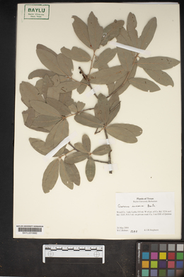 Quercus incana image