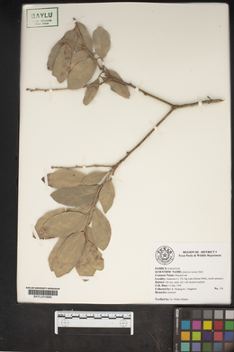 Quercus incana image