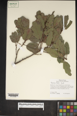 Quercus laceyi image