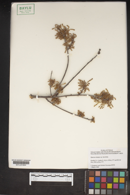 Quercus sinuata image