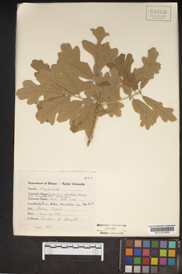 Quercus stellata var. margarettae image