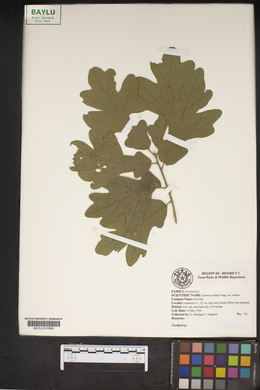 Quercus stellata var. stellata image