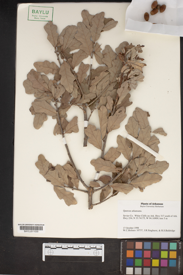 Quercus arkansana image