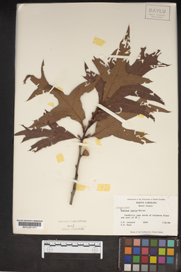 Quercus laevis image