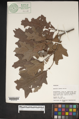 Quercus lyrata image