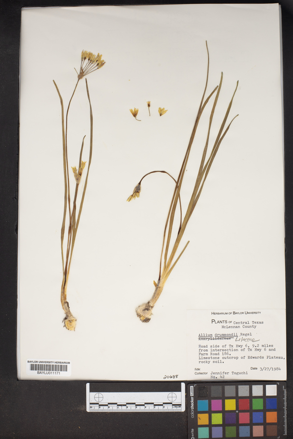 Allium drummondii image