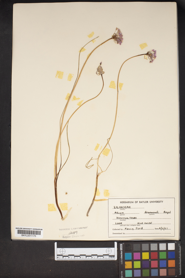 Allium drummondii image