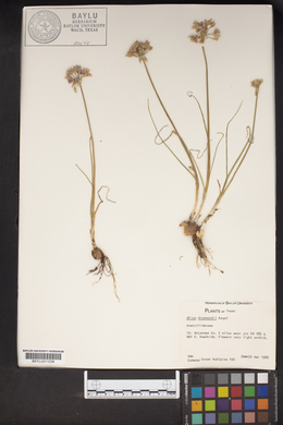Allium drummondii image