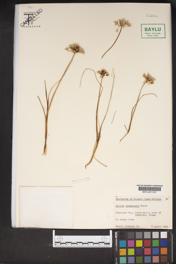 Allium drummondii image