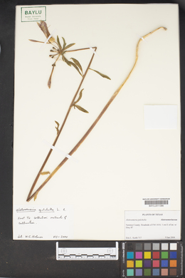 Alstroemeria pulchella image