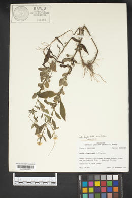 Aster fragilis image